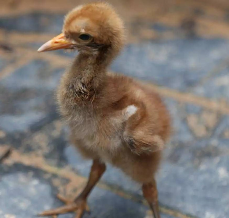 长沙生态动物园