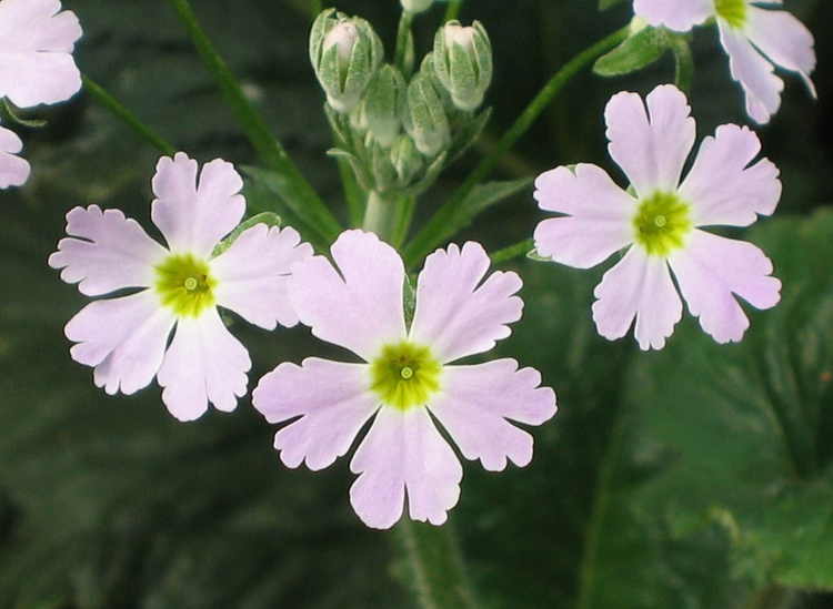 报春花