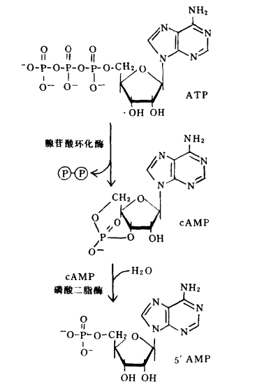 cAMP的降解和合成.png