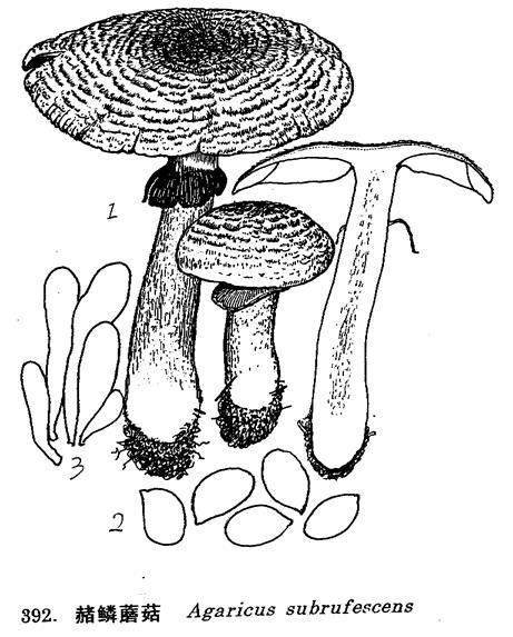 赭鳞蘑菇