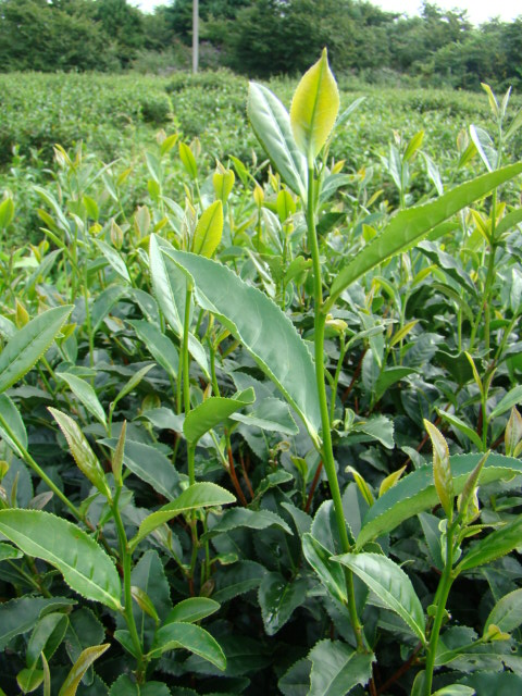 茶叶
