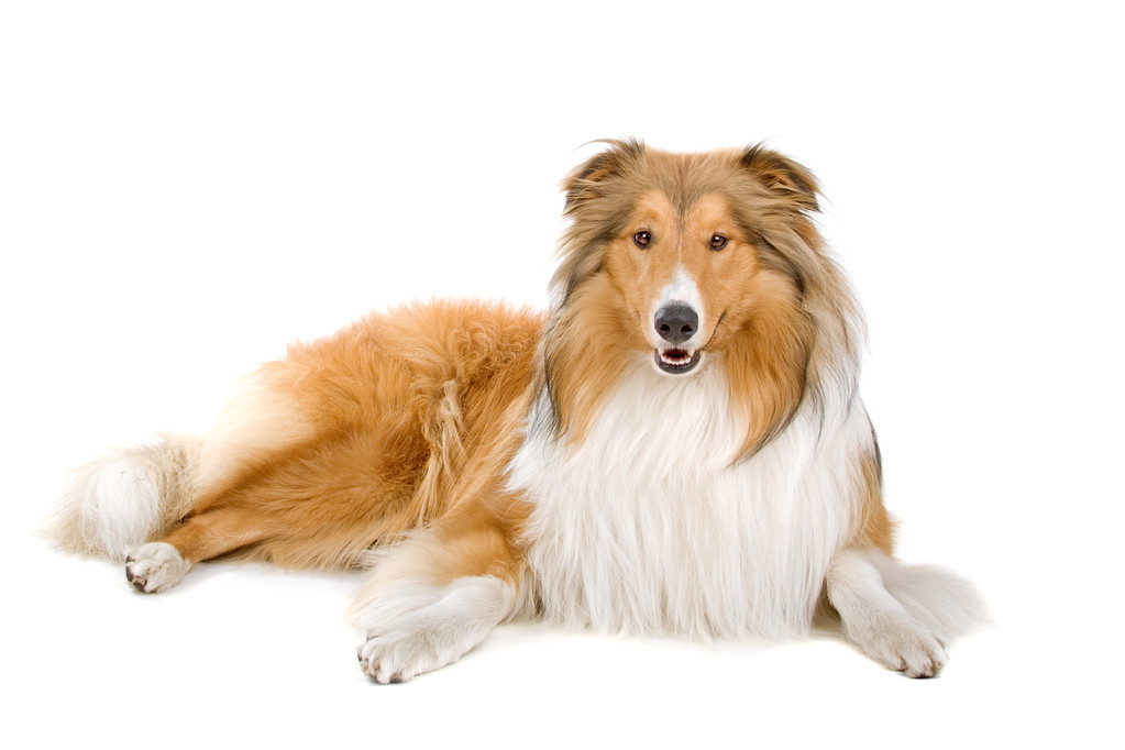 苏格兰牧羊犬