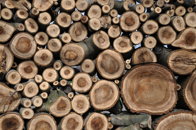 核桃木Walnut wood