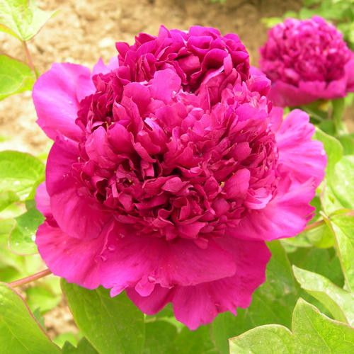 菏泽牡丹
