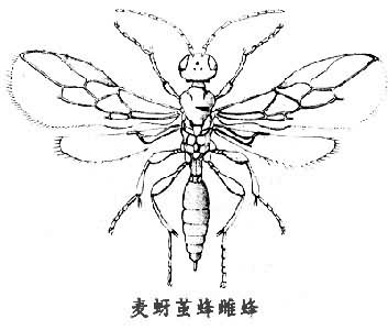 麦蚜茧蜂