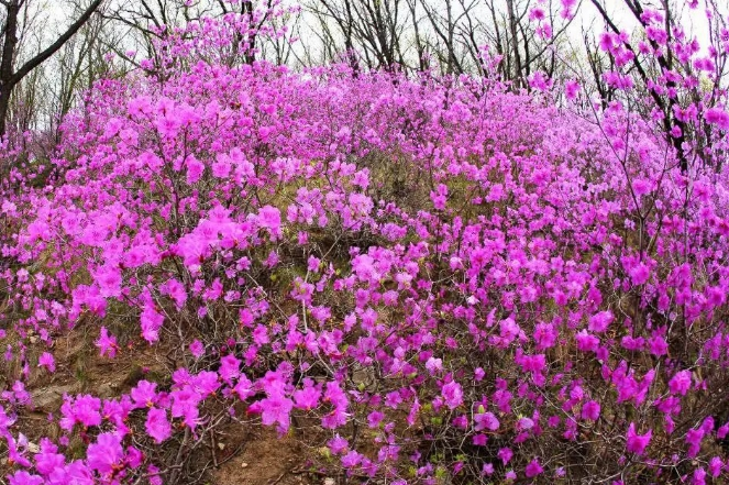 野生杜鹃花.jpeg