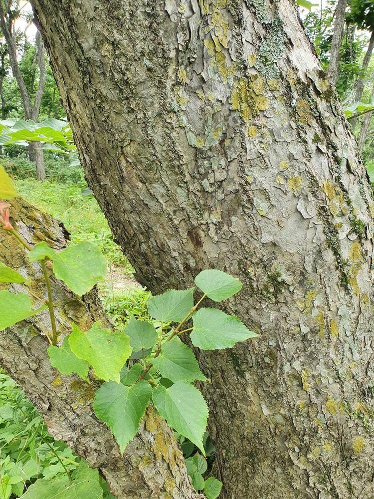 紫椴