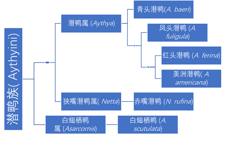 青头潜鸭