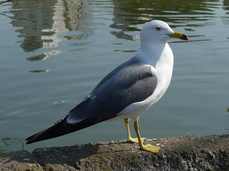 黑尾鸥