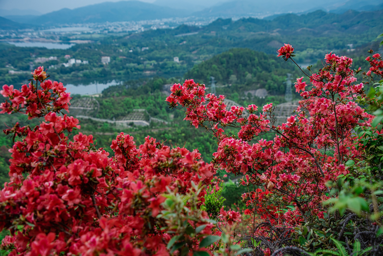 江西赣州：人间四月春意浓 杜鹃花开红满山