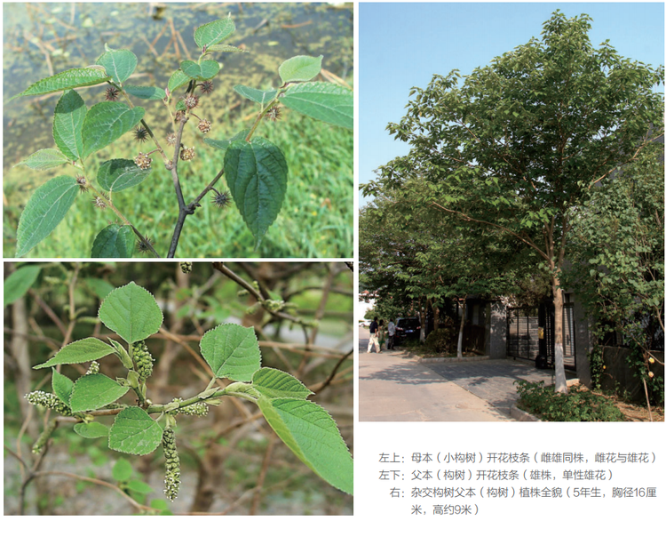 构树