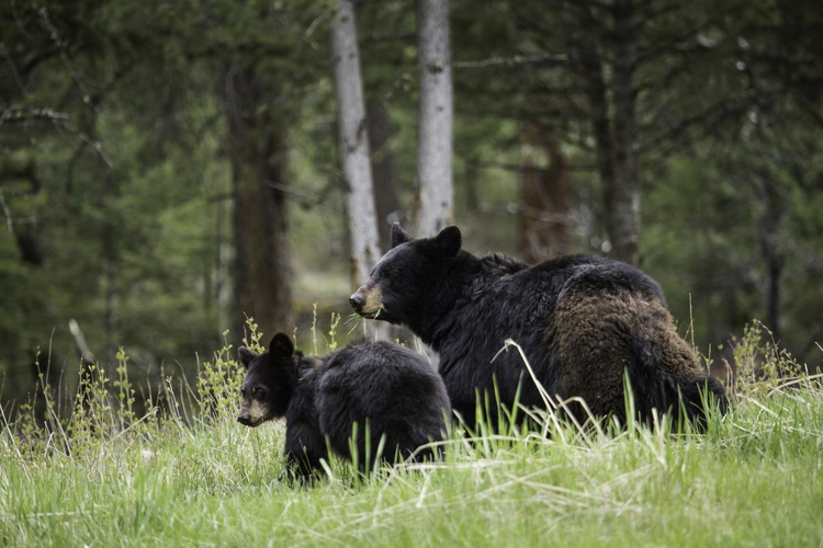 animals_big_black_bears_close_up.jpeg