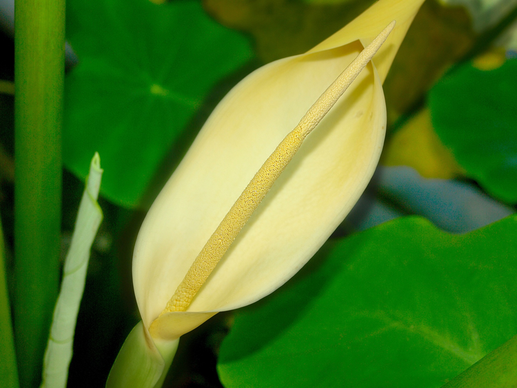 芋