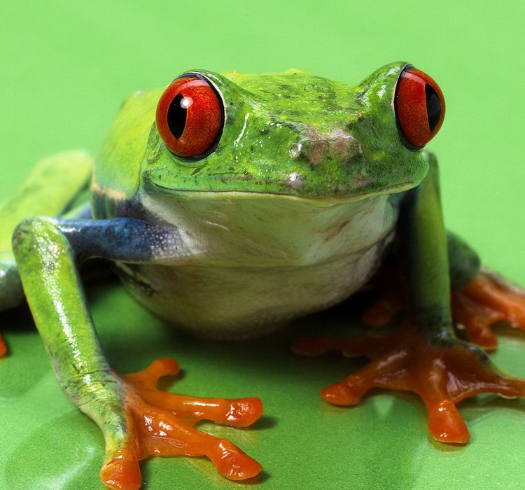 红眼树蛙