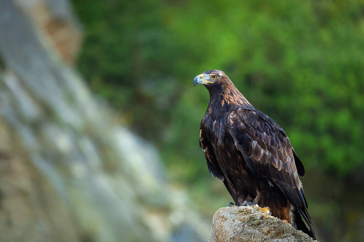 鹰的肖像。金雕，Aquila chrysaetos，栖息在岩石上。在美丽的大自然中，雄伟的鸟有锋利的钩状喙。在山上猎鹰。栖息在欧洲、亚洲、北美。