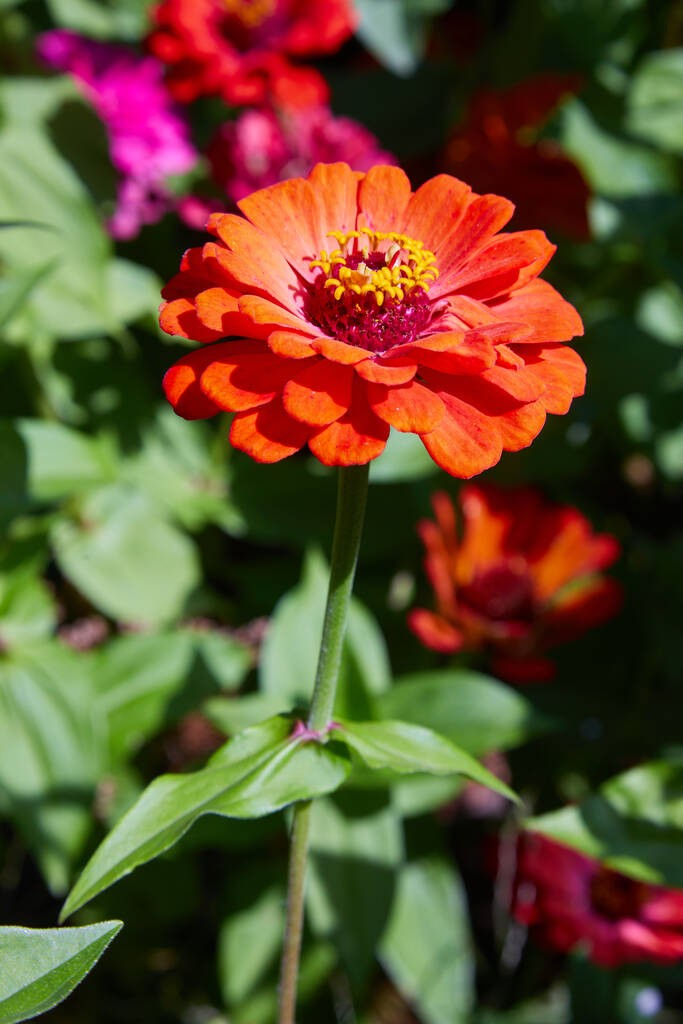 百日菊(菊科百日菊属植物)