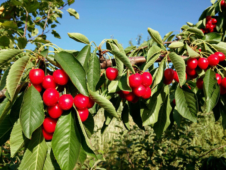文登大樱桃