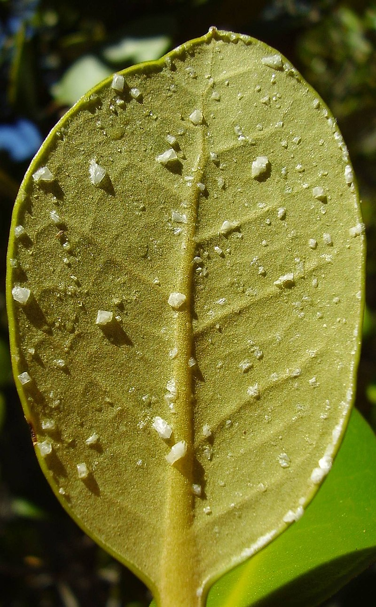 红树林