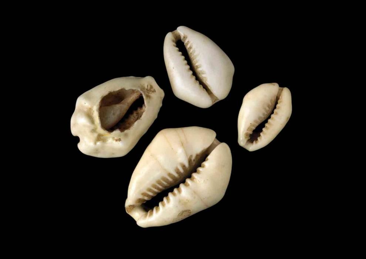 Cowrie money.jpeg
