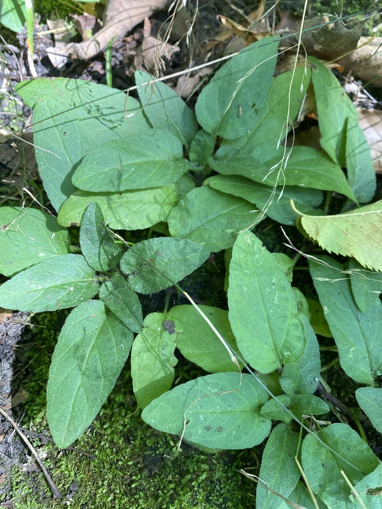 夏枯草