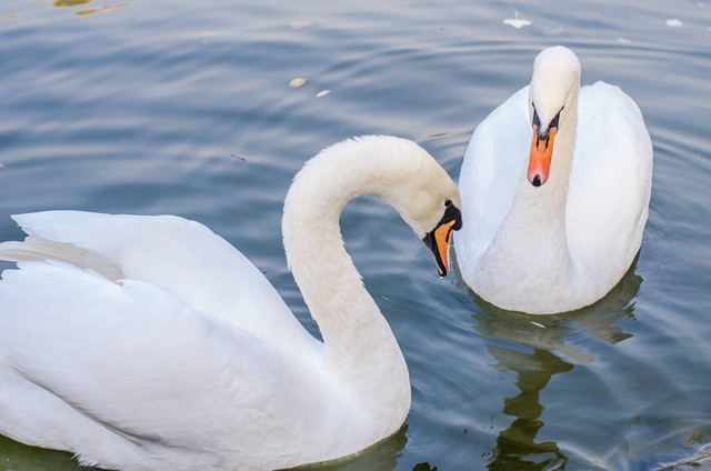 两只白天鹅一起在池塘里游泳。Two white swans swims in a pond together..jpeg