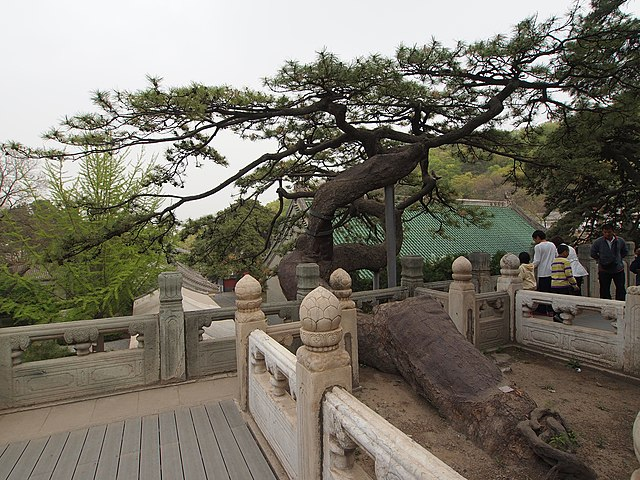 油松