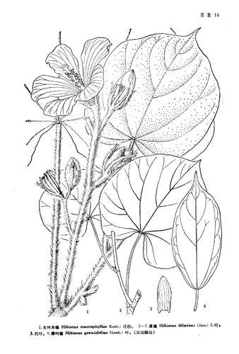 樟叶槿