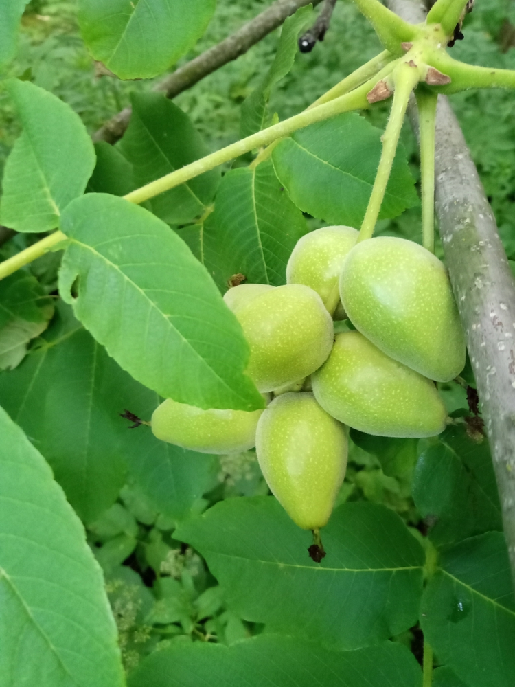 胡桃楸