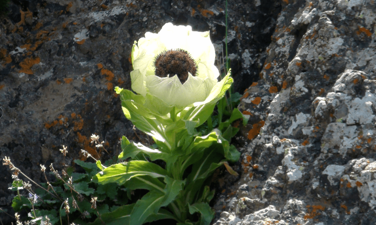 新疆维吾尔自治区