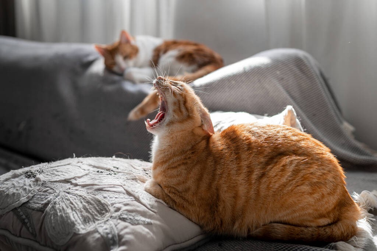 虎斑猫