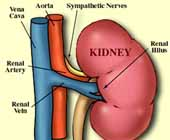 高尿酸血症肾病