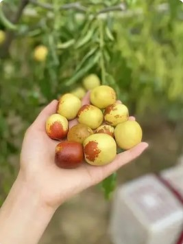 沾化冬枣