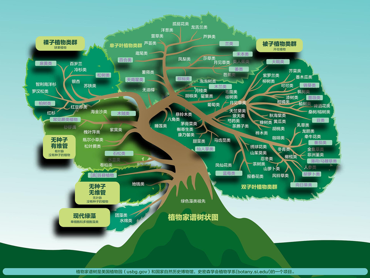 植物