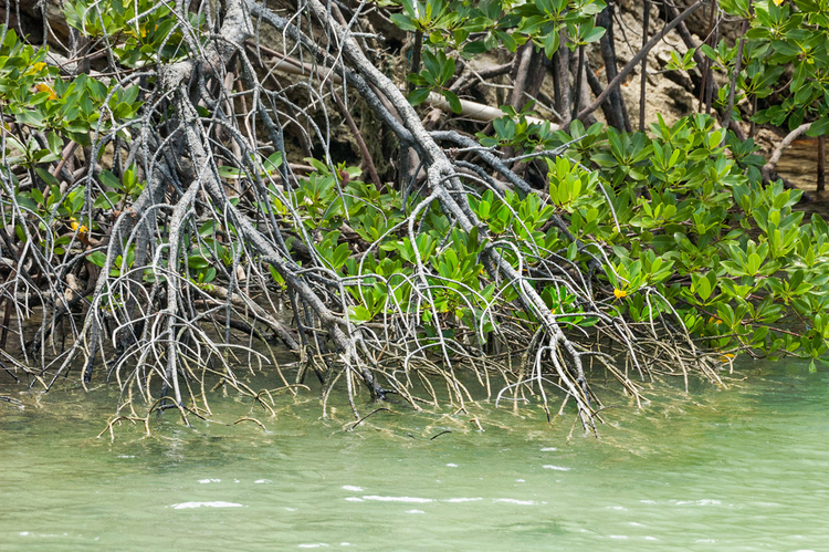红树林植物立立立Established stand of mangrove plants