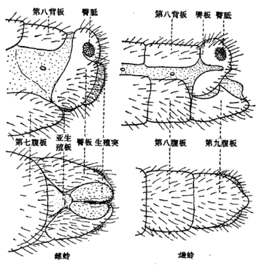 草蛉科