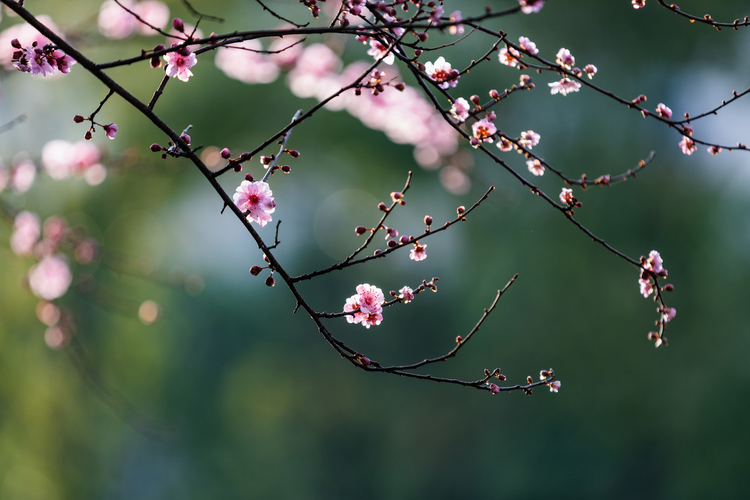 杭州西溪湿地曲水寻梅。