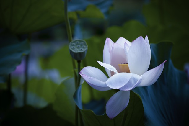 中国科学院武汉植物园