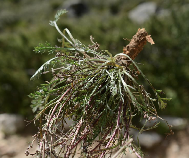 蒿草 (菊科蒿属植物)