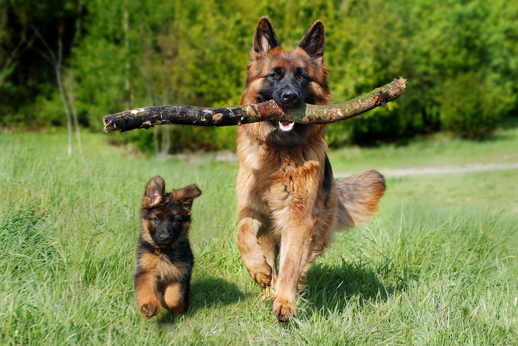 德国牧羊犬