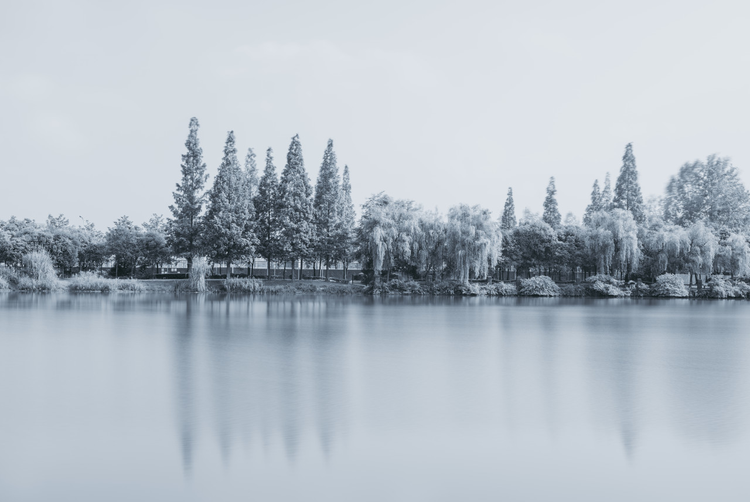 西华大学的湖景，仿佛白雪皑皑的树林