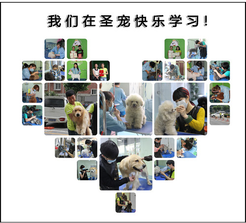 圣宠宠物美容学校