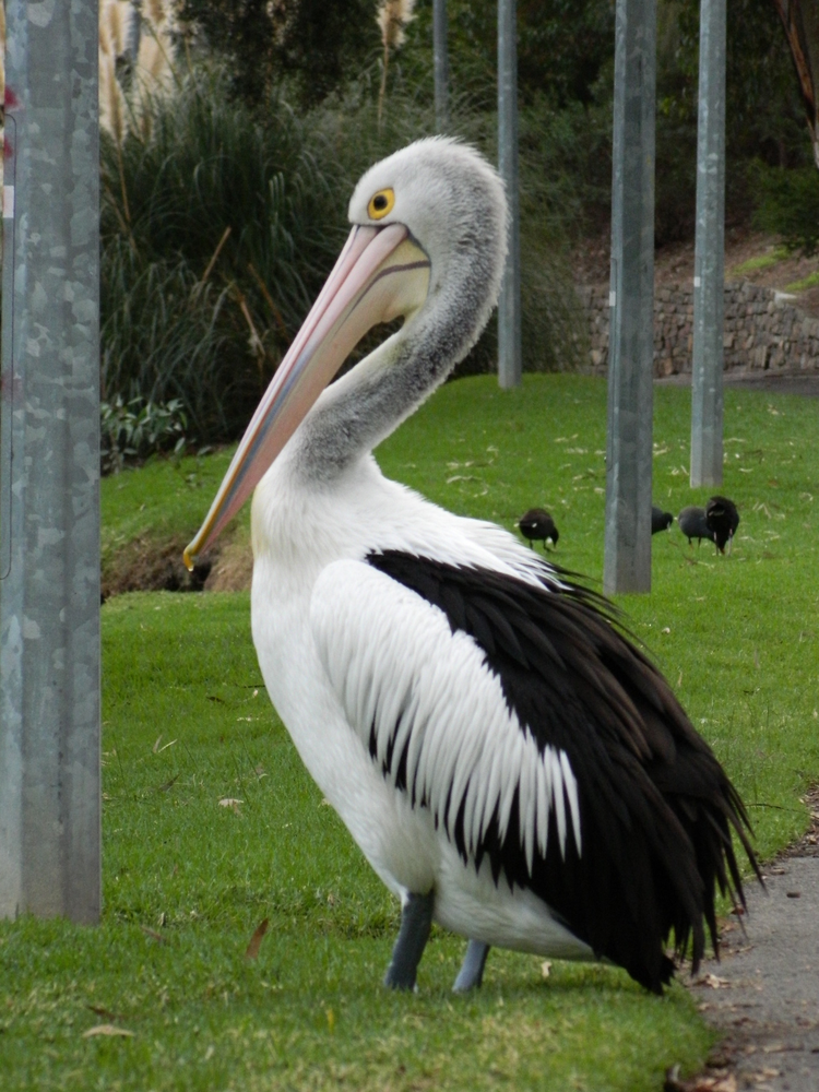 独家：澳大利亚简直是“动物天堂” 羊驼、河豚等萌物莫名变身“表情包”
