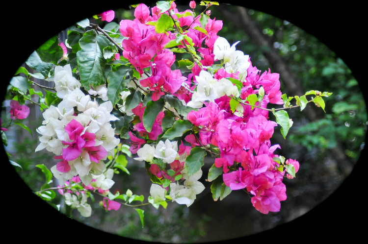 叶子花属