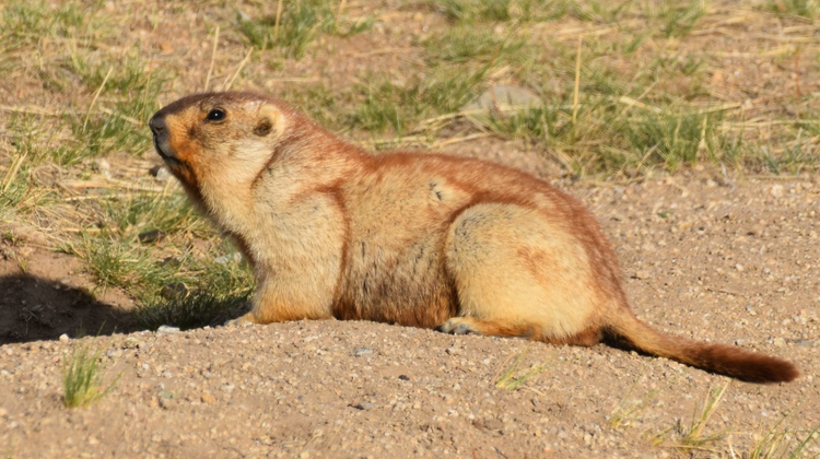 旱獭