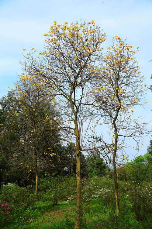 黄花风铃木