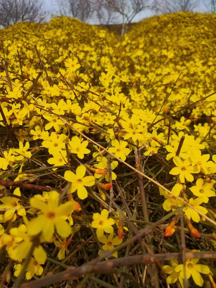 迎春花.jpeg