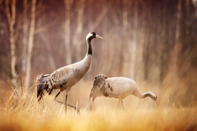 草丛中的灰鹤grey crane in the grass