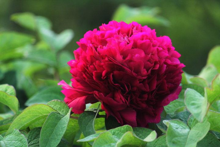 菏泽牡丹