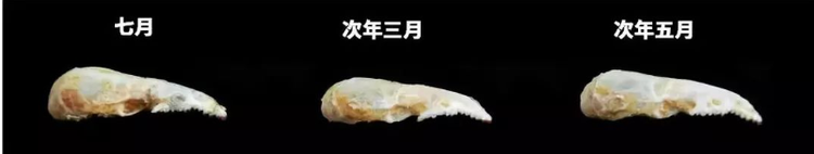 鼩鼱.png