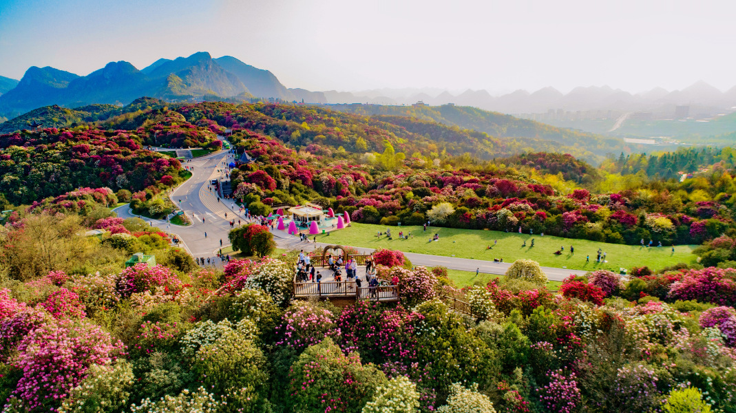 百里杜鹃景区